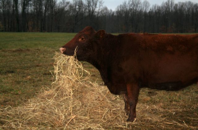 The cow does not eat hay well: what to do