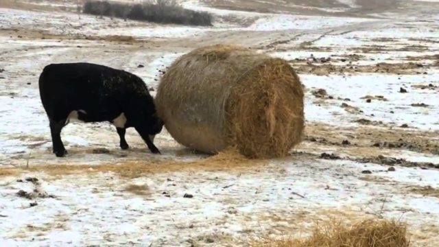 The cow does not eat hay well: what to do