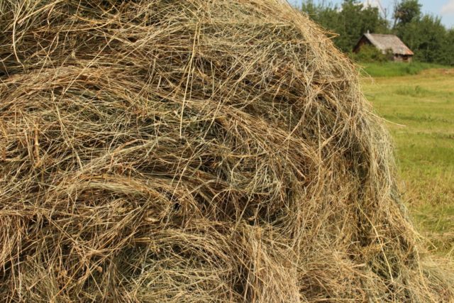 The cow does not eat hay well: what to do