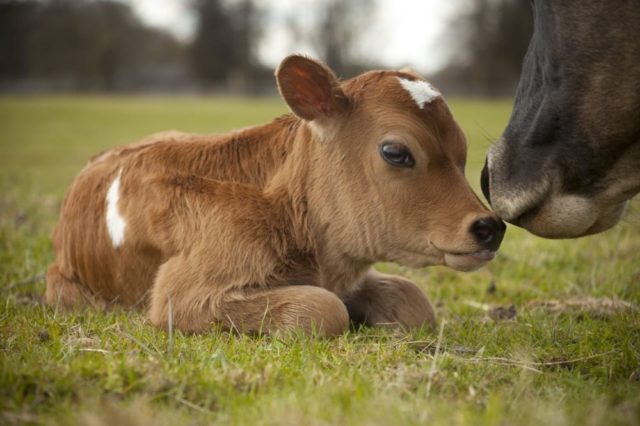 The cow does not eat hay well: what to do