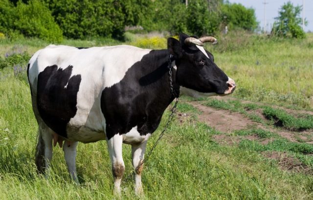 The cow has constipation: what to do