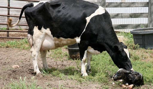 The cow steps over the calving period: why and how many days a calf can carry