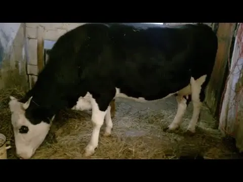 The cow steps over the calving period: why and how many days a calf can carry