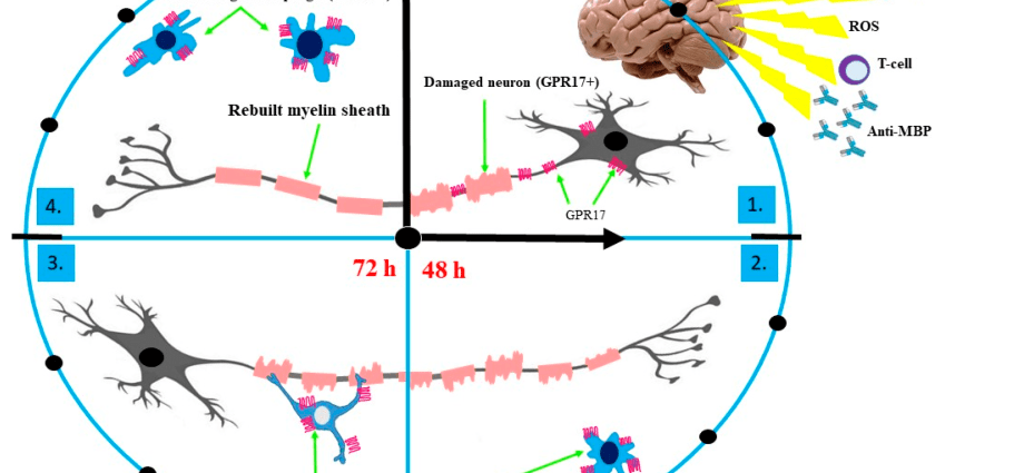 The death receptor is responsible for damaging the nerve sheaths in MS patients