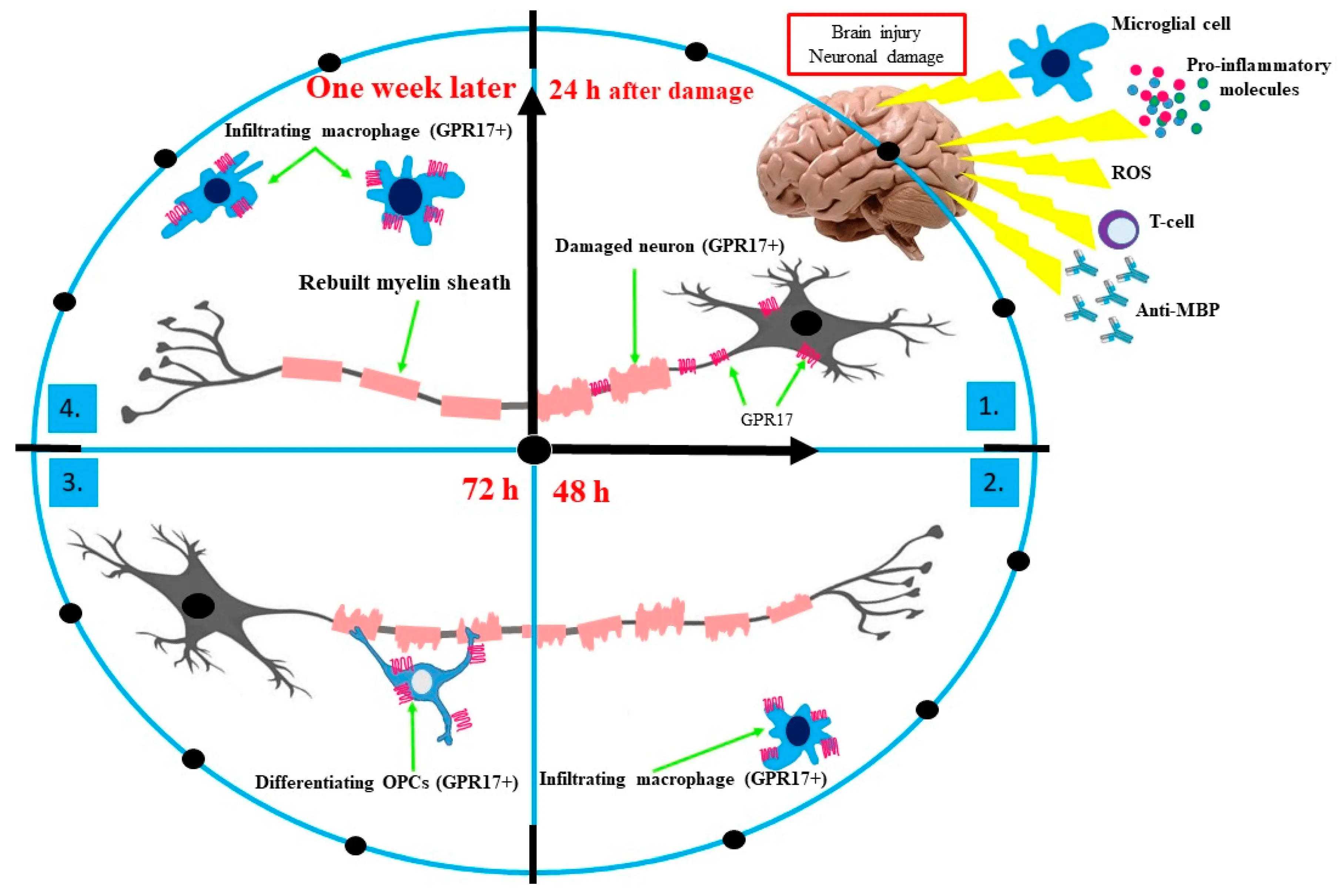 The death receptor is responsible for damaging the nerve sheaths in MS patients