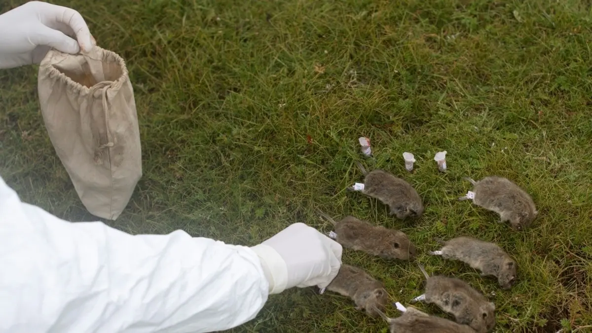 The death victim of the plague in China. Authorities are closing the village and warning