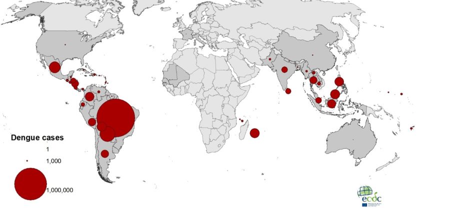 The dengue epidemic is spreading around the world – Healthy Food Near Me