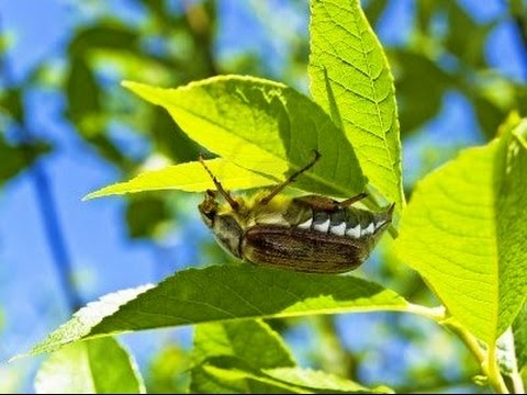 The difference between the larvae of the bear and the May beetle