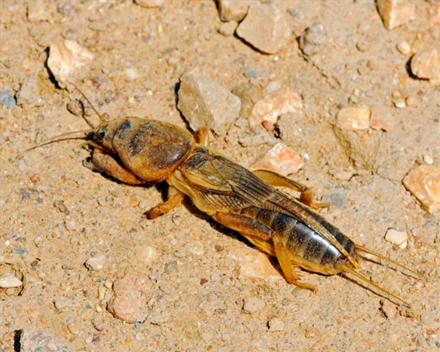 The difference between the larvae of the bear and the May beetle