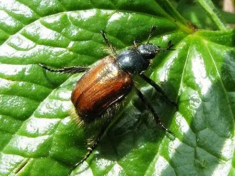 The difference between the larvae of the bear and the May beetle