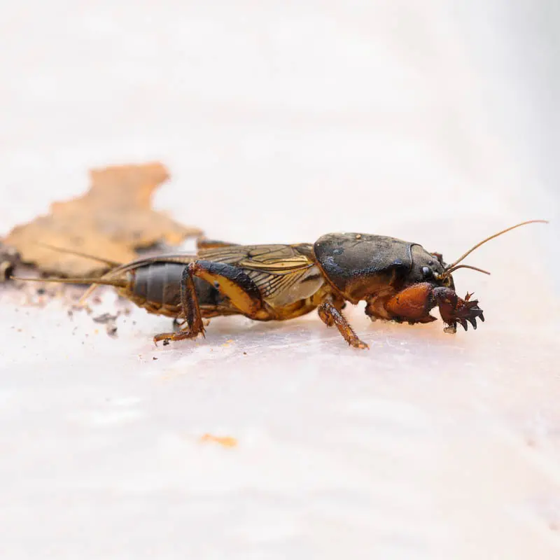 The difference between the larvae of the bear and the May beetle