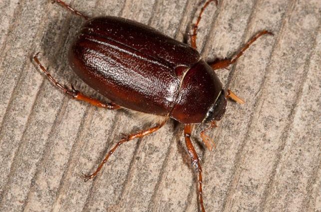 The difference between the larvae of the bear and the May beetle