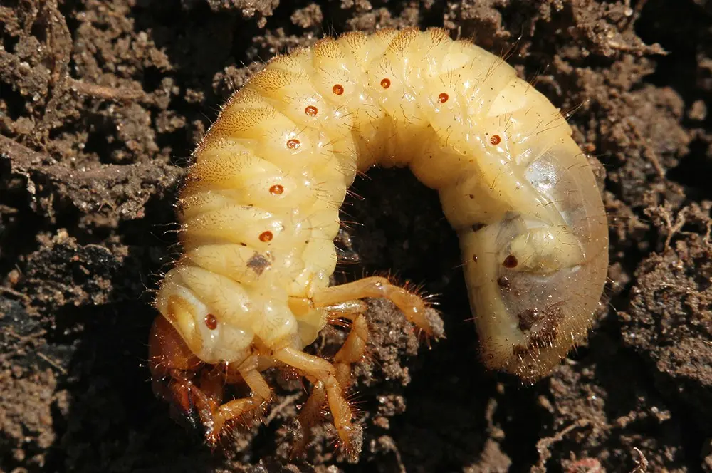 The difference between the larvae of the bear and the May beetle