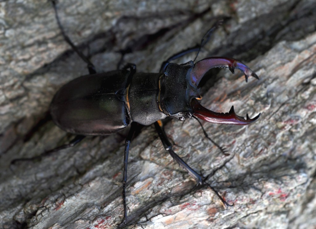 The difference between the larvae of the bear and the May beetle