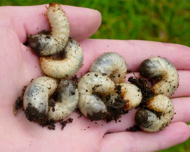 The difference between the larvae of the bear and the May beetle