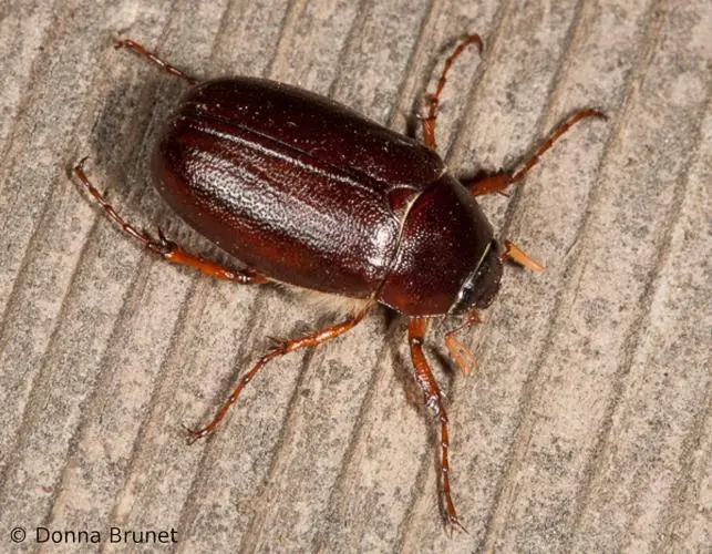 The difference between the larvae of the bear and the May beetle