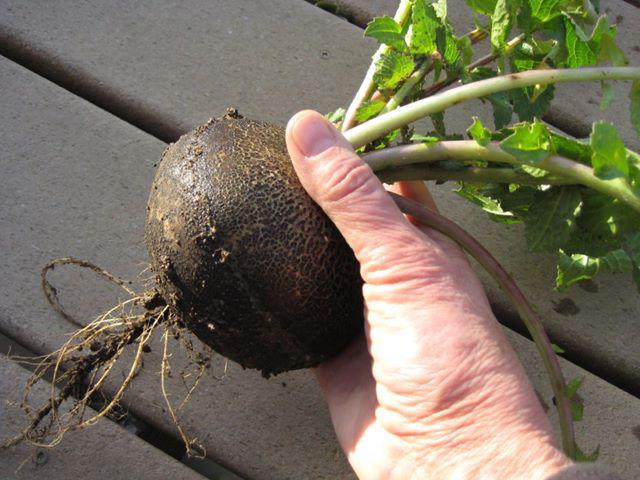 The difference between turnip and radish: useful properties, features of root crops