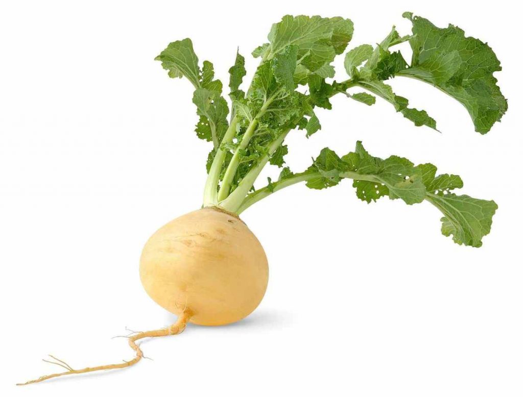 The difference between turnip and radish: useful properties, features of root crops