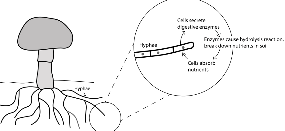 The digestive tract is home to fungi