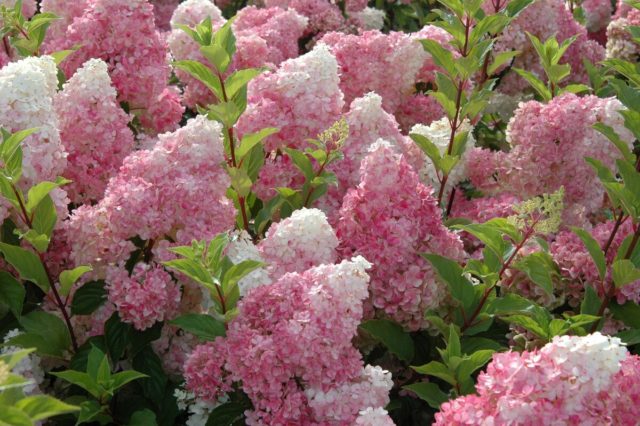 The division of the hydrangea bush: in spring and autumn, the pros and cons