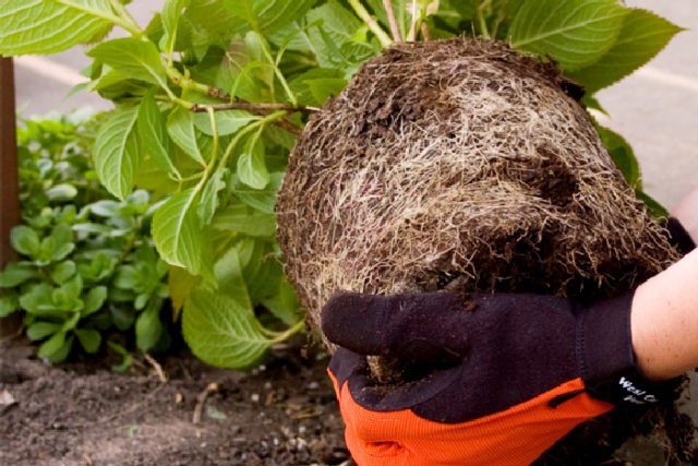 The division of the hydrangea bush: in spring and autumn, the pros and cons