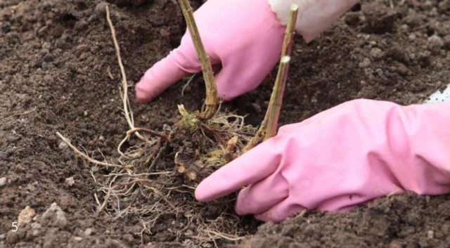 The division of the hydrangea bush: in spring and autumn, the pros and cons