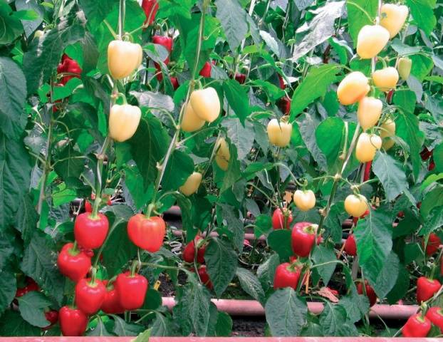 The earliest varieties of pepper for the Moscow region