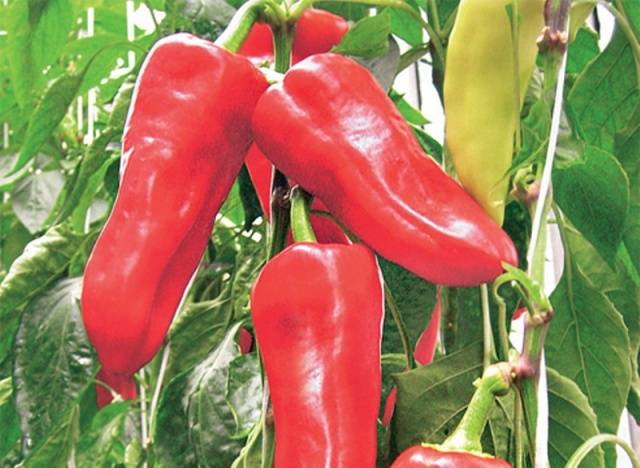 The earliest varieties of pepper for the Moscow region