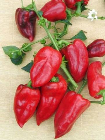 The earliest varieties of pepper for the Moscow region