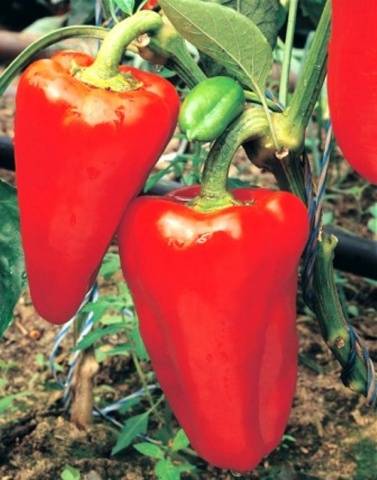 The earliest varieties of pepper for the Moscow region