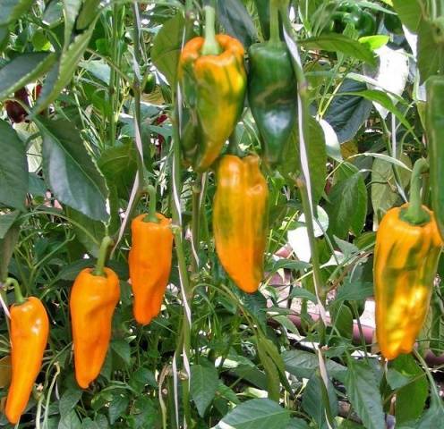 The earliest varieties of pepper for the Moscow region