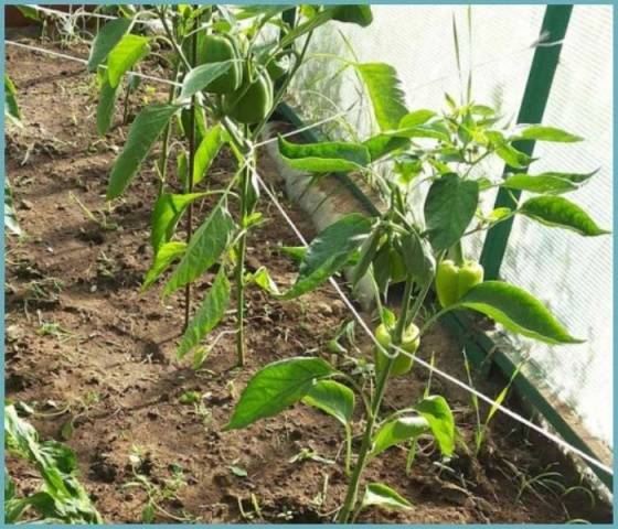 The earliest varieties of pepper for the Moscow region