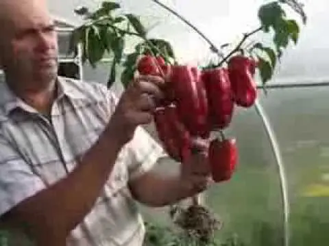 The earliest varieties of pepper for the Moscow region