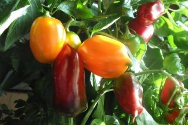 The earliest varieties of pepper for the Moscow region