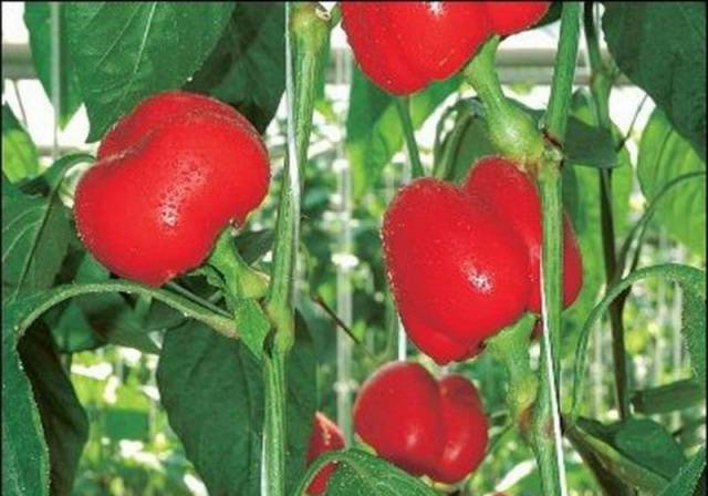 The earliest varieties of pepper for the Moscow region