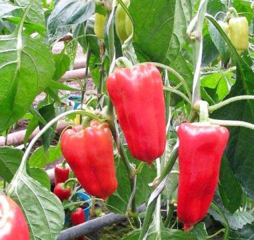 The earliest varieties of pepper for the Moscow region