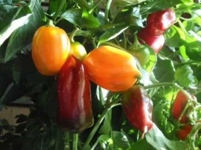 The earliest varieties of pepper for the Moscow region