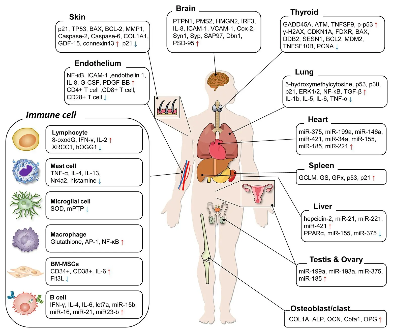 The effect of low doses of radiation on the body