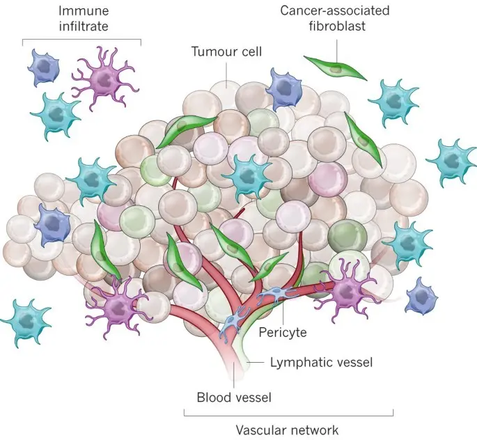 The environment of the blood cells influences the development of cancer