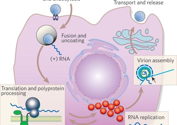 The enzyme necessary for the hepatitis C virus has been discovered