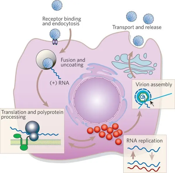 The enzyme necessary for the hepatitis C virus has been discovered