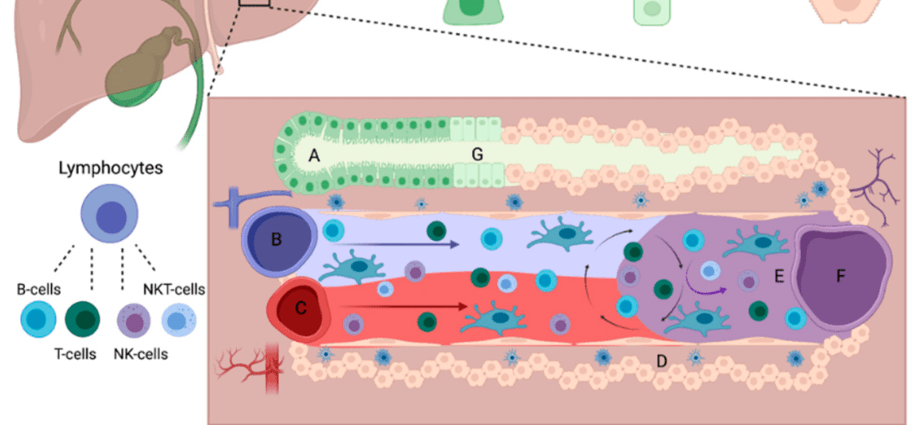 The epithelium of the blood vessels helps the liver to regenerate