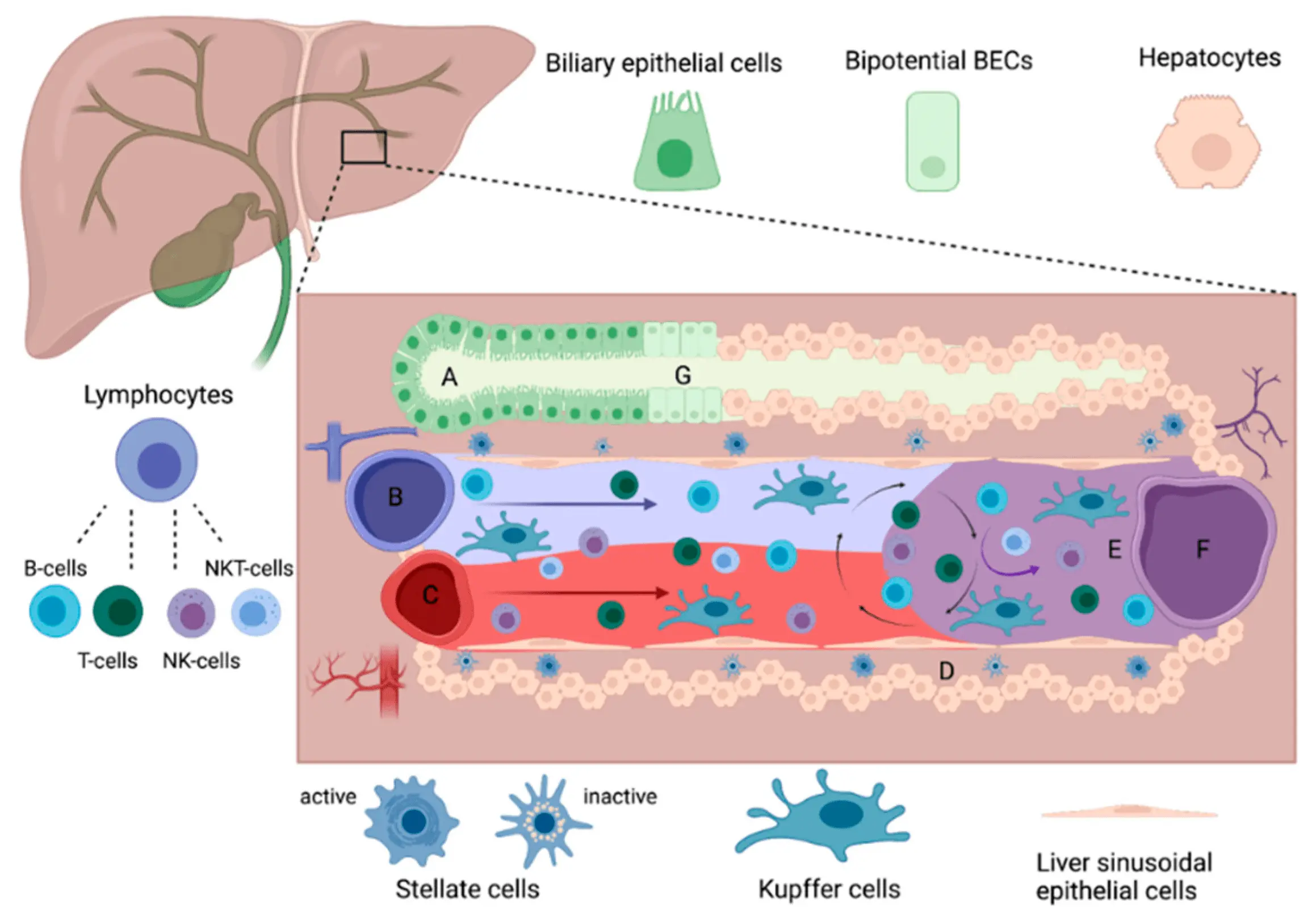 The epithelium of the blood vessels helps the liver to regenerate