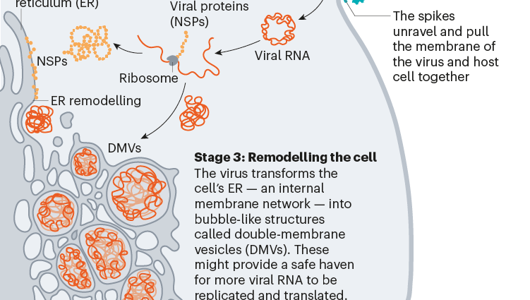 The expert tells what happens in the body after the &#8220;invasion&#8221; of the coronavirus