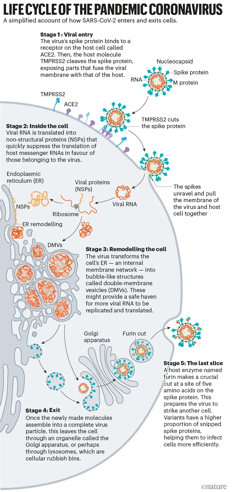 The expert tells what happens in the body after the &#8220;invasion&#8221; of the coronavirus