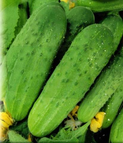 The fastest ripening varieties of cucumbers