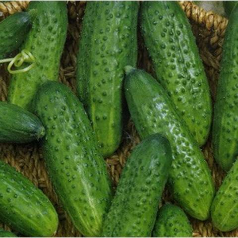 The fastest ripening varieties of cucumbers