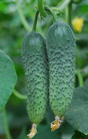 The fastest ripening varieties of cucumbers