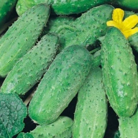 The fastest ripening varieties of cucumbers