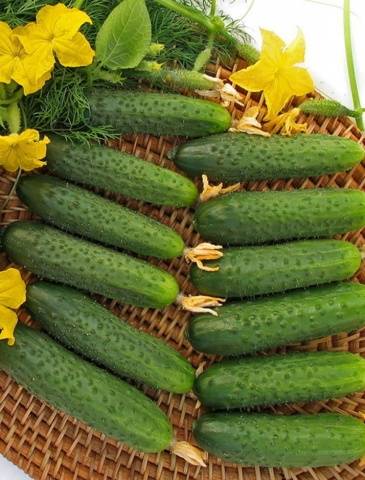 The fastest ripening varieties of cucumbers